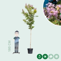 Indische sering 'Muskogee'