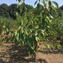 Prunus a. 'Early Rivers'