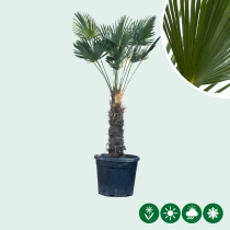 Wagner palm 60 cm stamhoogte