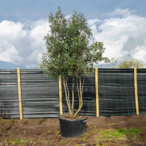 Steeneik meerstammig volgroeid #2