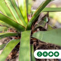 Yucca faxoniana palmlelie