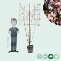 Kerspruim leiboom meerstammig