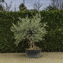 Olijfboom 'Bonsai' #92