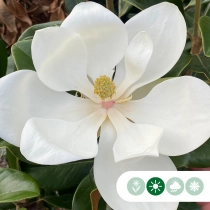 Magnolia grandiflora solitair