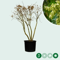 Chinese vernisboom meerstammig
