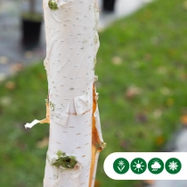 Witte Himalaya berk leiboom 100 cm