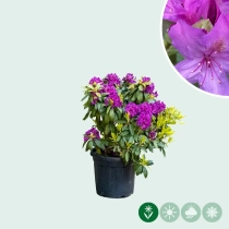 Rhododendron 'Marcel Menard'