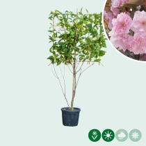 Japanse sierkers leiboom meerstammig
