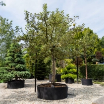 Appelboom Malus d. 'Rode Boskoop' #1