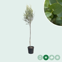 Gomboom halfstam 90 cm