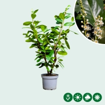 Laurierhaag 'Novita' 60 cm