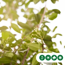 Glansmispel meerstammig