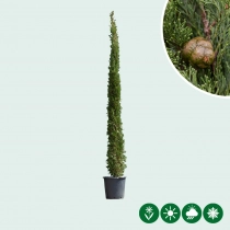 Italiaanse cipresboom 200 cm