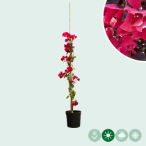 Bougainvillea glabra 'Rojo'