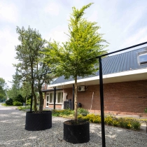 Gewone Japanse esdoorn hoogstam #1