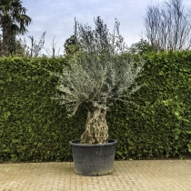 Olijfboom 'Bonsai' #102