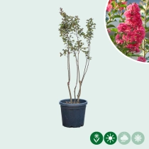 Lagerstroemia Indica 'Rosea' meerstammig