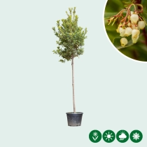 Aardbeienboom