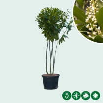 Laurierkers 'Novita' meerstammig