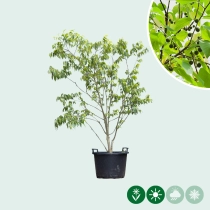 Netelboom meerstammig