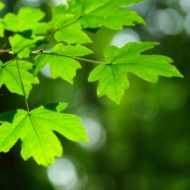 Spaanse aak haag 30 cm