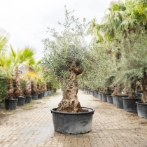 Olijfboom 'Bonsai' #187