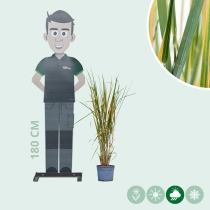 Vingergras Northwind