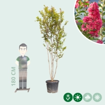 Lagerstroemia Indica 'Rosea' meerstammig