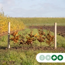 Groene beukenhaag per meter enkele rij