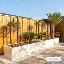 Chinese waaierpalm 120 cm stamhoogte