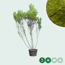 Tamarisk meerstammig