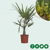 Chinese waaierpalm 15 cm stamhoogte