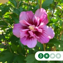 Hibiscus 'Flower Tower Purple' hoogstam
