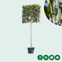Portugese laurier leiboom 200 cm
