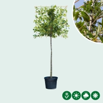 Leilaurier 200 cm volgroeid