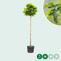 Bol Moeraseik 220 cm stamhoogte