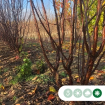 Tibetaanse sierkers meerstammig