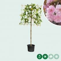 Japanse sierkers leiboom 100 cm