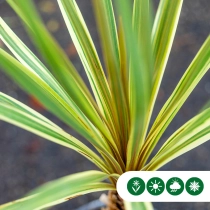 Koolpalm Torbay dazzler