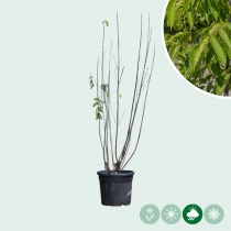 Bijenboom meerstammig