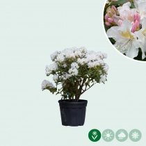 Rhododendron Cunninghams White