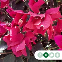 Bougainvillea glabra ‘ Fucsia’ struik