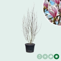 Magnolia soulangeana meerstammig