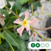 Roze Toscaanse jasmijn 175 cm