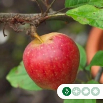 Malus d. 'Notarisappel' laagstam leiboom