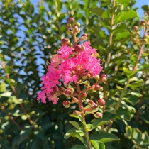 Lagerstroemia vaasvorm #183