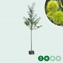 Tamme kastanje boom