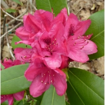 Rhododendron Nova Zembla
