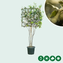 Steeneik leiboom meerstammig