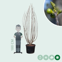 Vijgenboom meerstammig